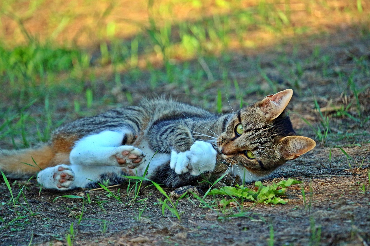 磁力猫最新版链接地址及法律风险警示